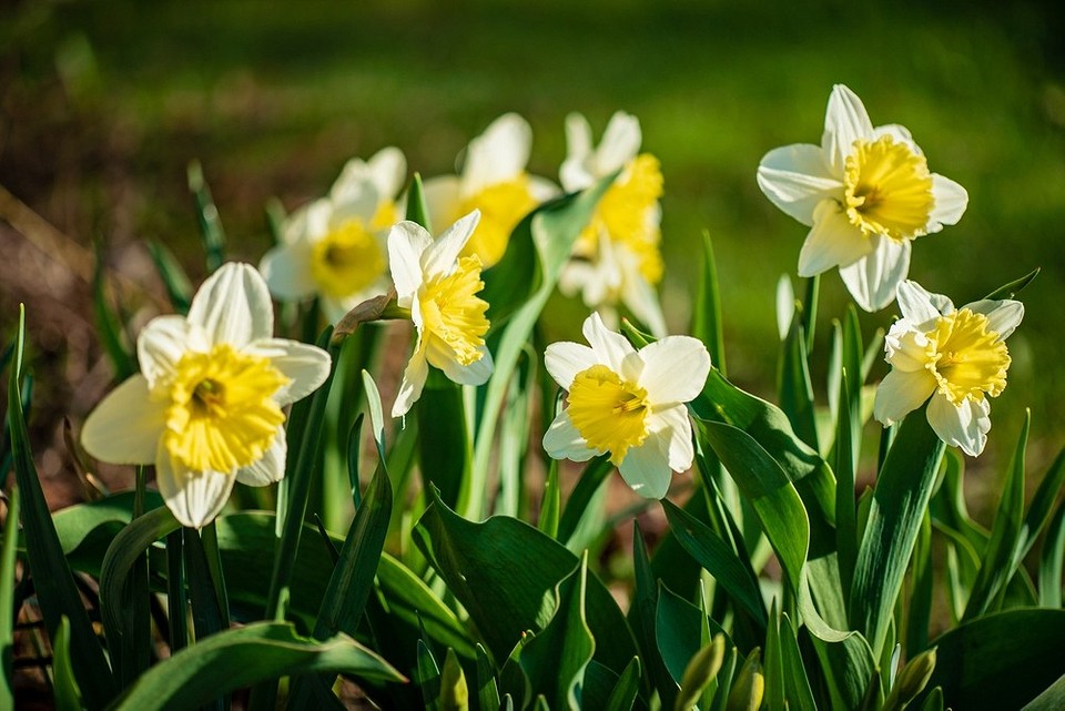 Яскраві квіти різних кольорів для посадки восени, квітучий сад навесні