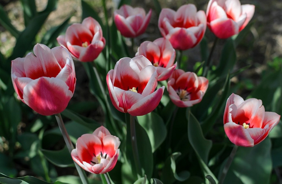 Різноманітні квіти для осінньої посадки, щоб сад розквіт навесні 2027