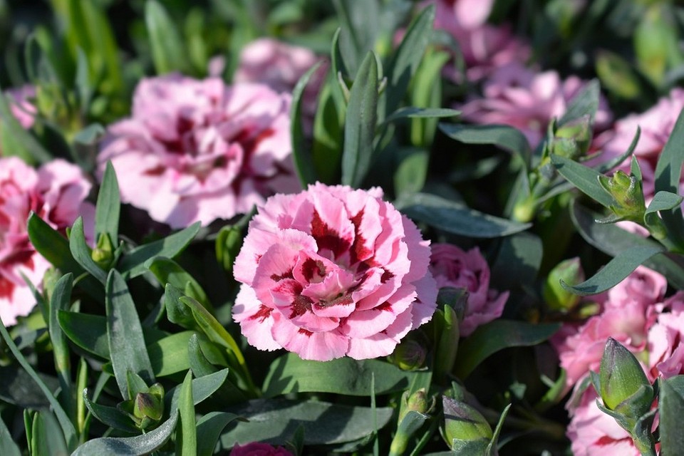 Несумісні рослини біля троянд: приклад поганого сусідства в саду