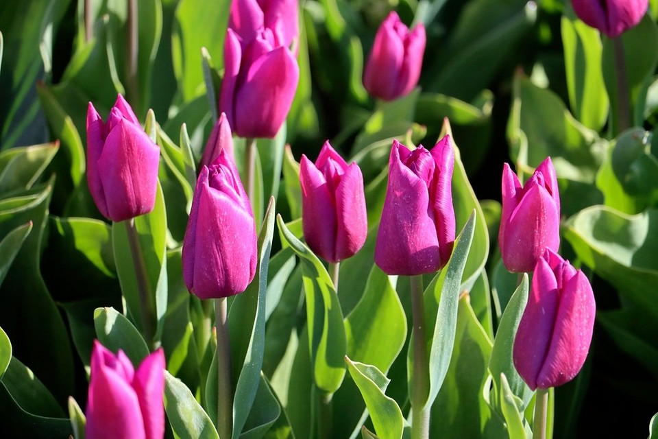 Небезпечні сусіди для троянд: приклади рослин, що шкодять здоров'ю квітів