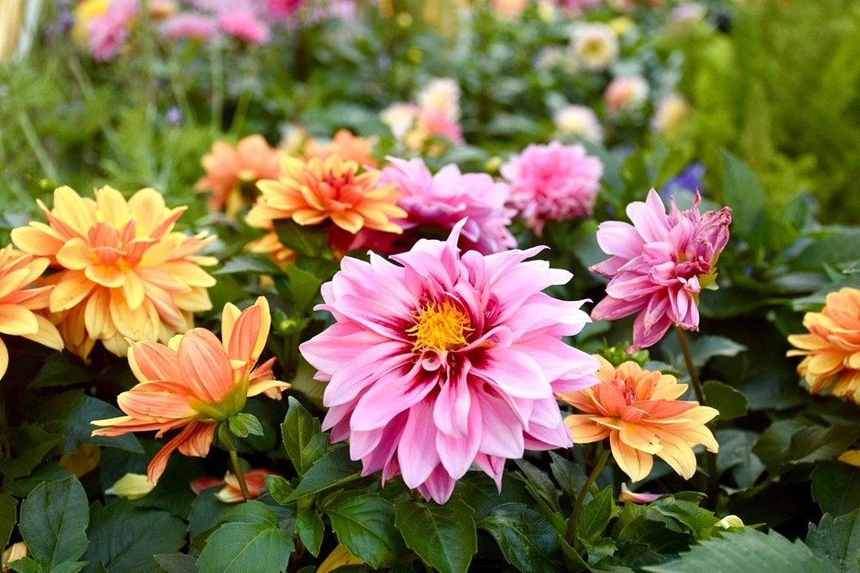 Шкідники троянд: рослини-приманки, яких слід уникати в саду