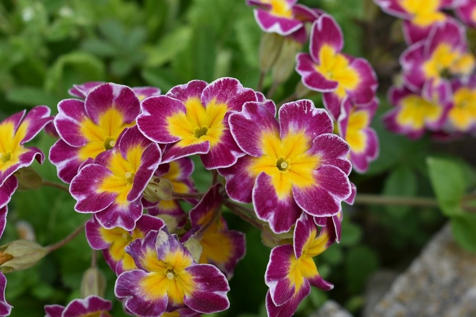 Ілюстрація рослин, які не можна садити поруч із трояндами: планування саду