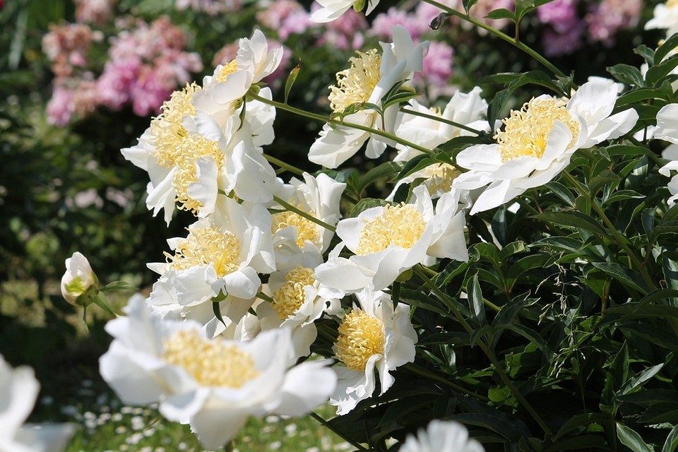 Фотографія півонії з рожевими пелюстками, найкращі сорти для саду у 2026.