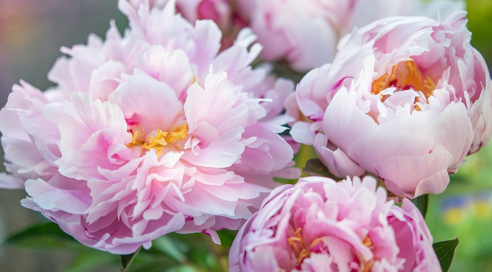 Фото одного з семи найкрасивіших сортів півоній для вашого саду у 2026 році.
