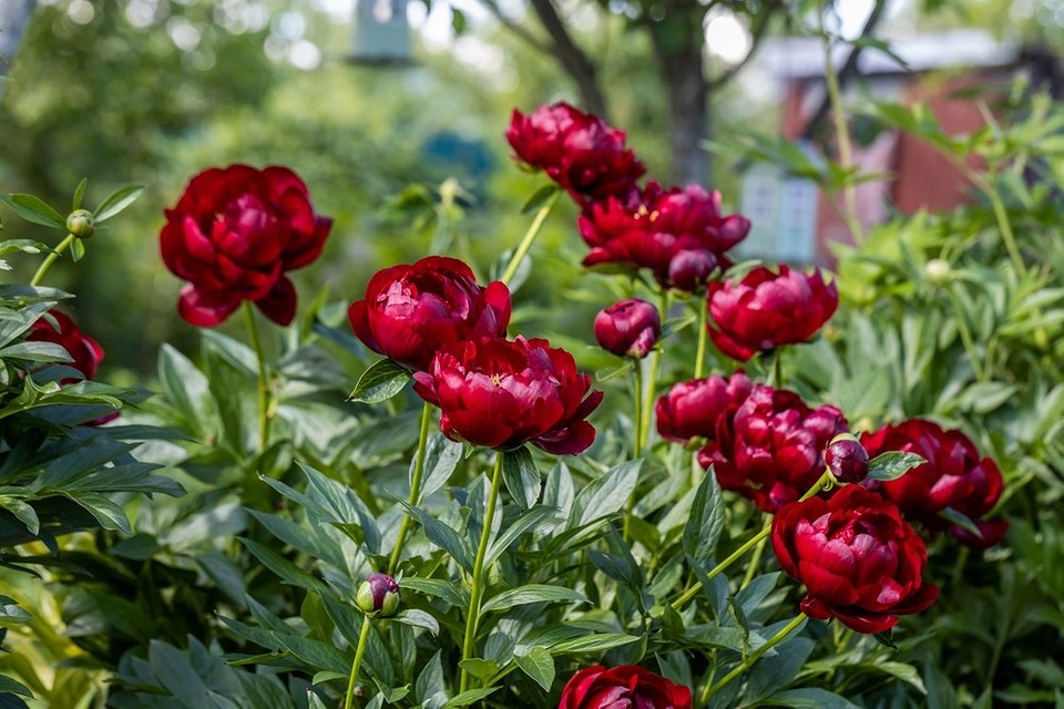 Фотографія квітки півонії, одного з найкращих сортів для саду, великі бутони.