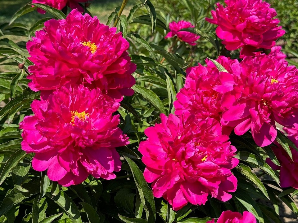 Зображення півоній різних кольорів, кращі сорти для саду у 2026 році.
