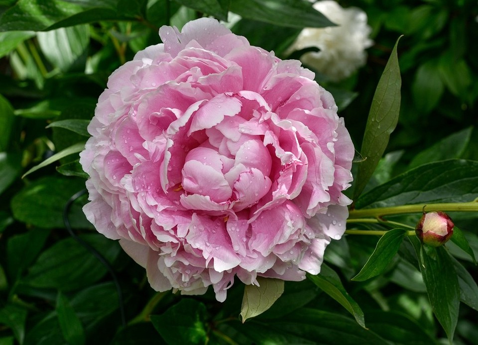 Крупний план квітки півонії, одного з найкращих сортів для сонячного саду 2026.