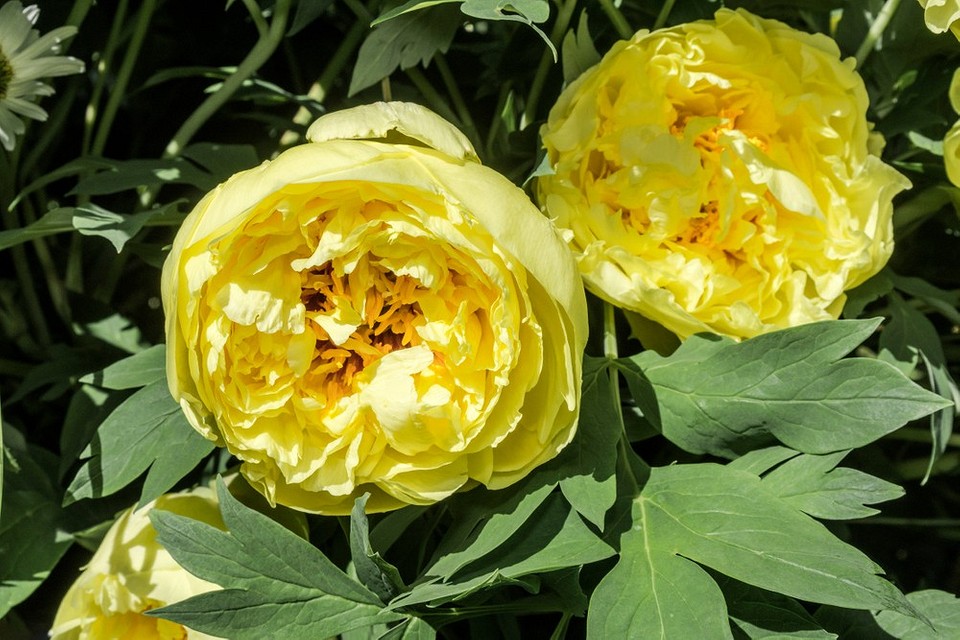 Фотографія саду з різними сортами півоній, рекомендованими для посадки у 2026 році.