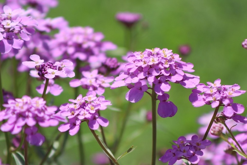 Фотографія саду з однорічними квітами, що демонструє ідеї для натхнення у 2026.