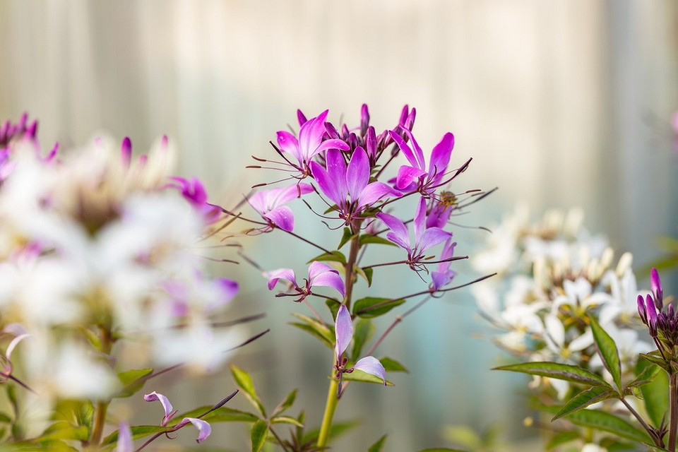 Однорічні квіти, що ідеально підходять для сонячних ділянок, з пишним цвітінням.