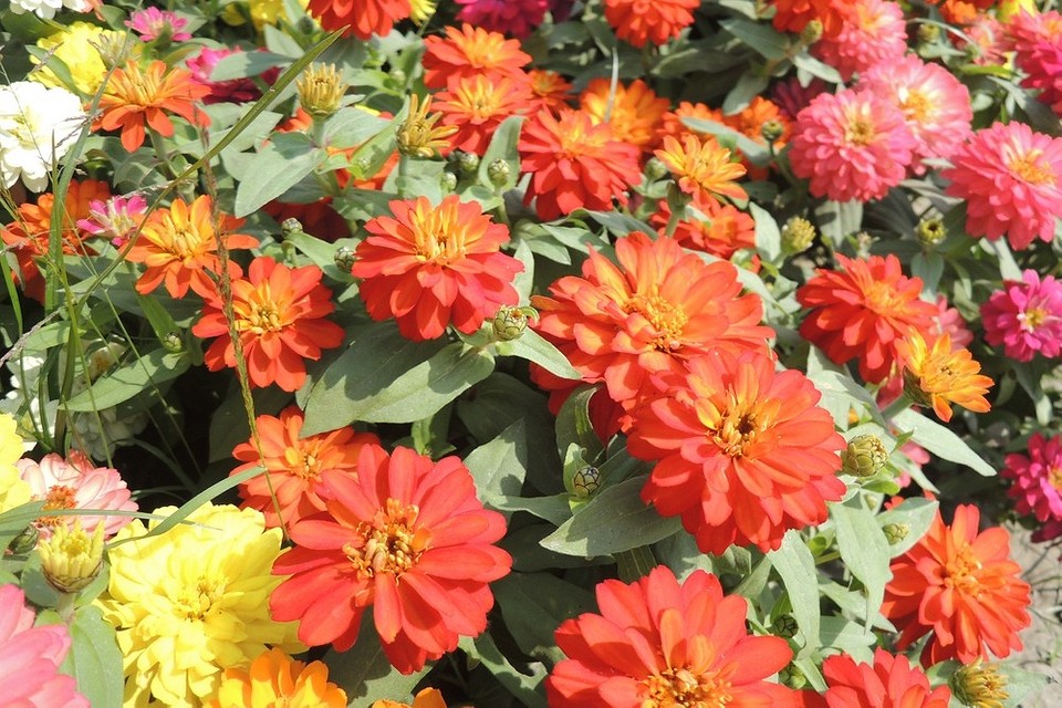 Рясно квітучі однорічні квіти, що створюють ефектний килим у саду.