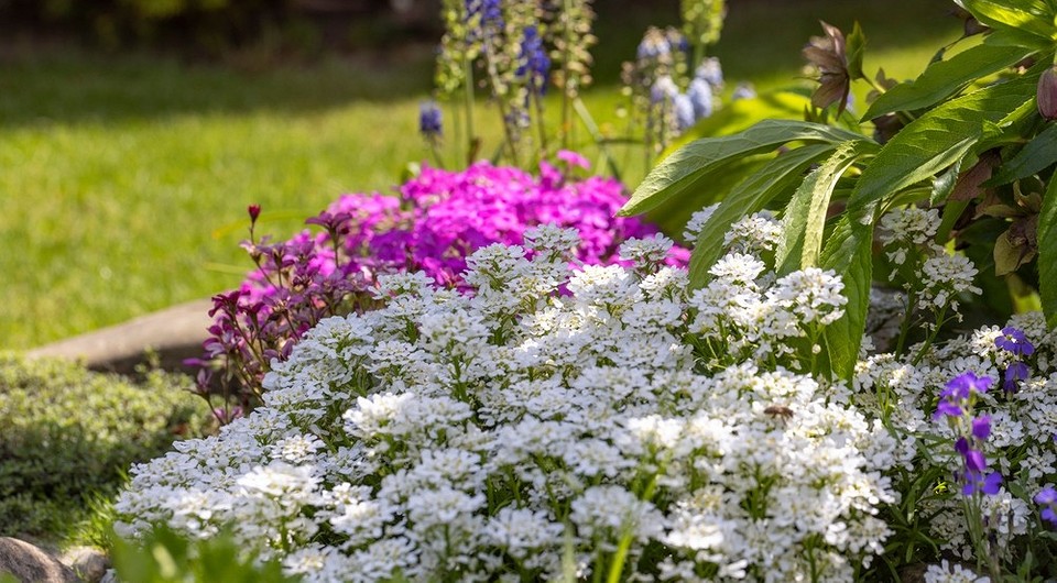 Різноманітні однорічні квіти яскравих кольорів для сонячного саду, квітучі весь сезон.