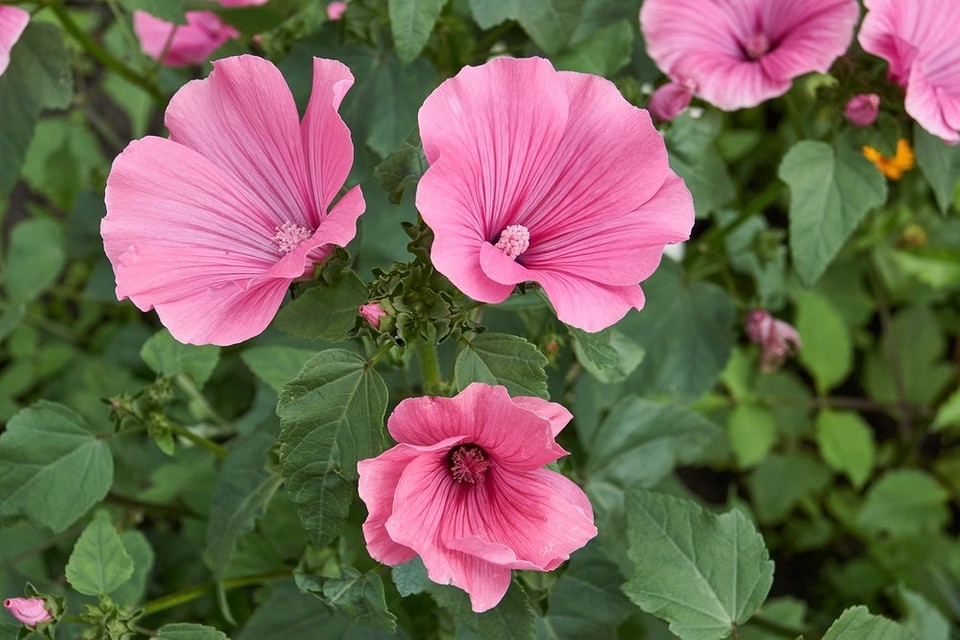 Приклад використання однорічних квітів для декорування клумби вздовж доріжки в саду.