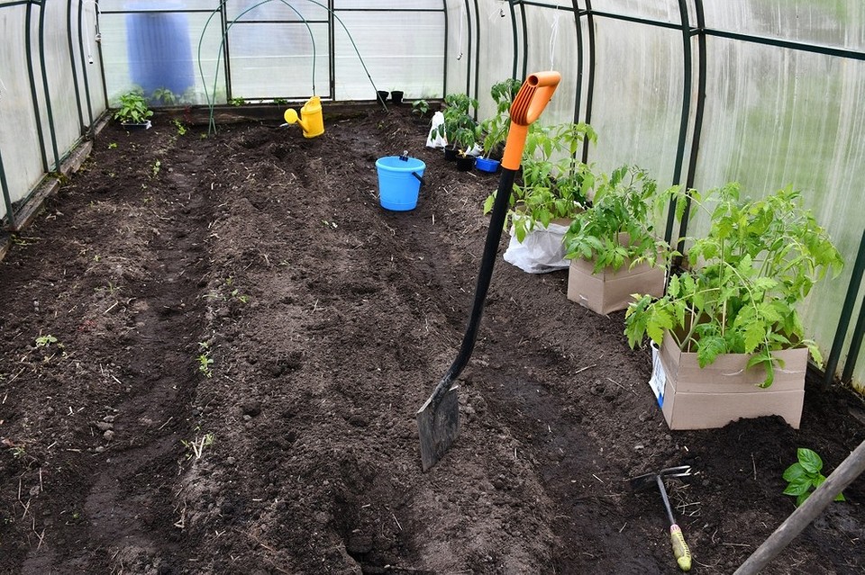 Посадка ранніх овочів на дачі в травні 2026 року: поради та рекомендації.