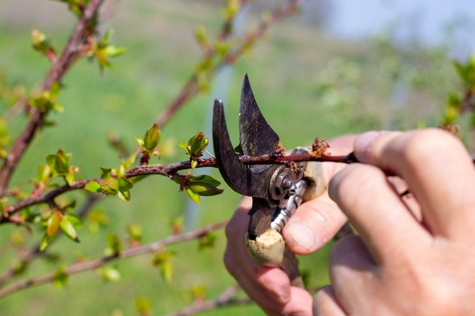 Дачні роботи в травні 2026: огляд необхідних інструментів та матеріалів.
