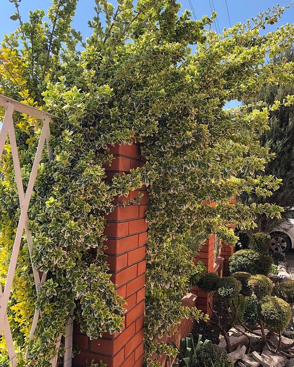 Використання бересклету в садовому дизайні для створення живої огорожі.