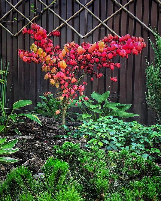 Бересклет як грунтопокривна рослина в садовому дизайні: невибагливий догляд.