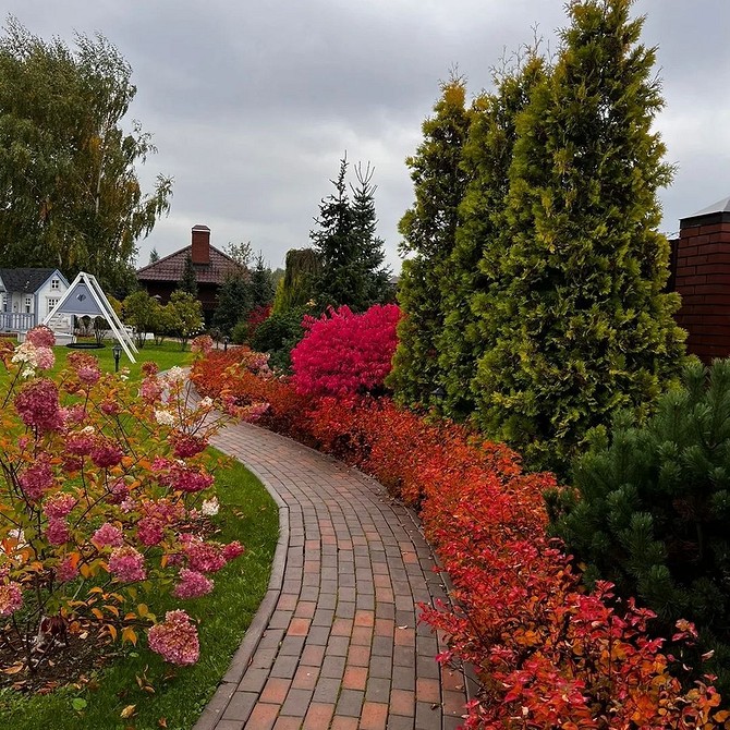 Осіннє забарвлення бересклету: ефектний акцент у вашому саду 2026.