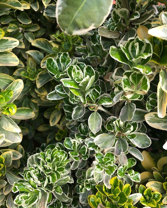 Бересклет у садовому дизайні: створення живої огорожі та декоративних композицій.