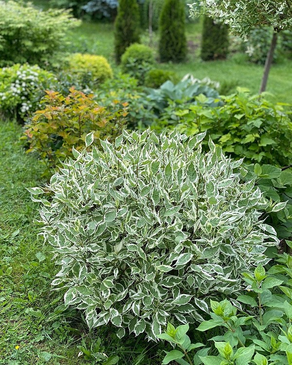 Використання бересклету в ландшафтному дизайні для створення яскравих осінніх композицій.