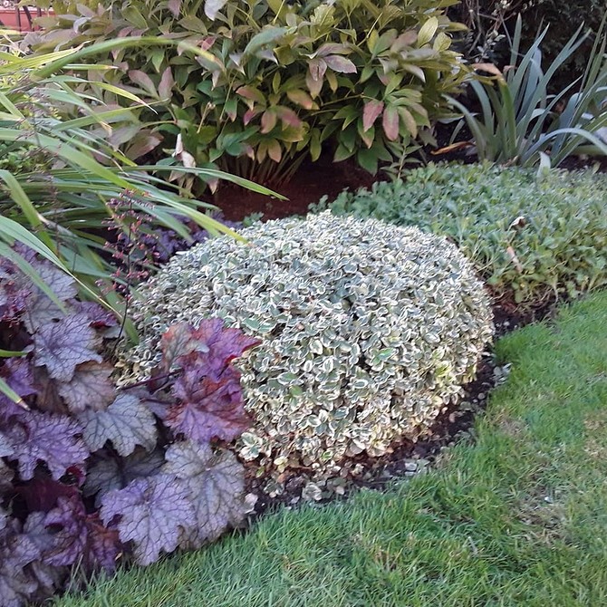 Садовий дизайн з бересклетом: невибагливі рослини для краси вашого саду.