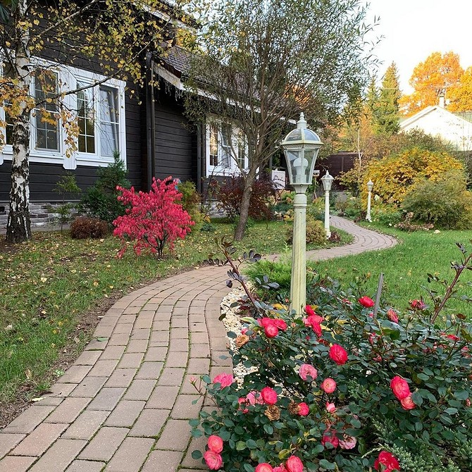 Бересклет Форчуна на схилах: зміцнення ґрунту та декоративні властивості.