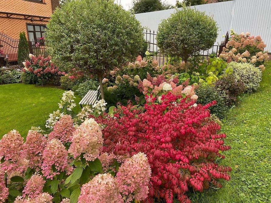 Бересклет Форчуна: невибагливий кущ для саду з декоративним листям.