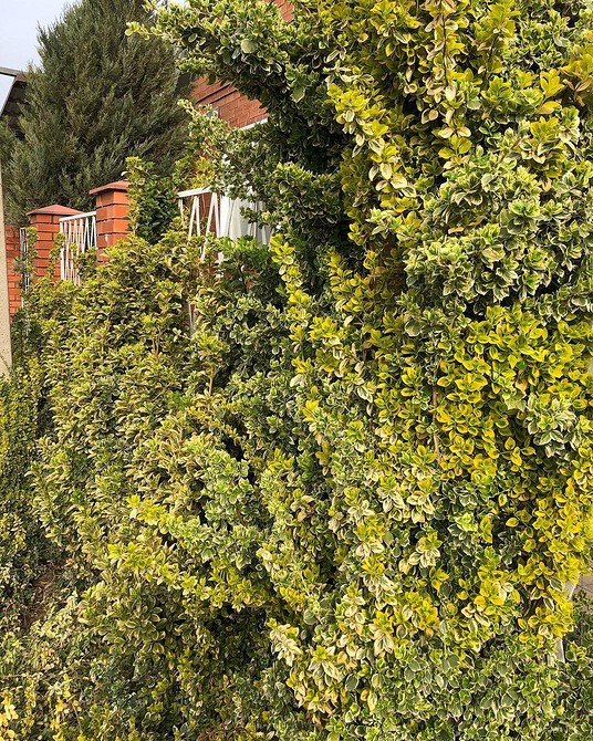 Бересклет Форчуна в ландшафтному дизайні: осіннє забарвлення саду.