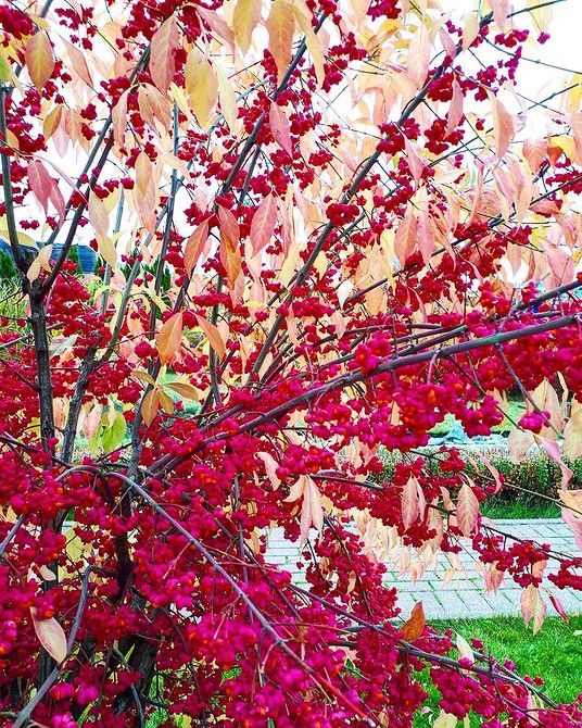 Бересклет як яскравий акцент в ландшафтному дизайні, приклади використання.