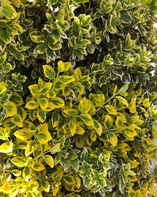 Фото бересклету в ландшафтному дизайні: натхнення для вашого саду у 2026 році.