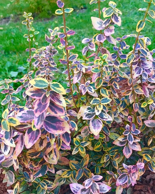 Популярні сорти бересклету для ландшафтного дизайну: опис та характеристики.