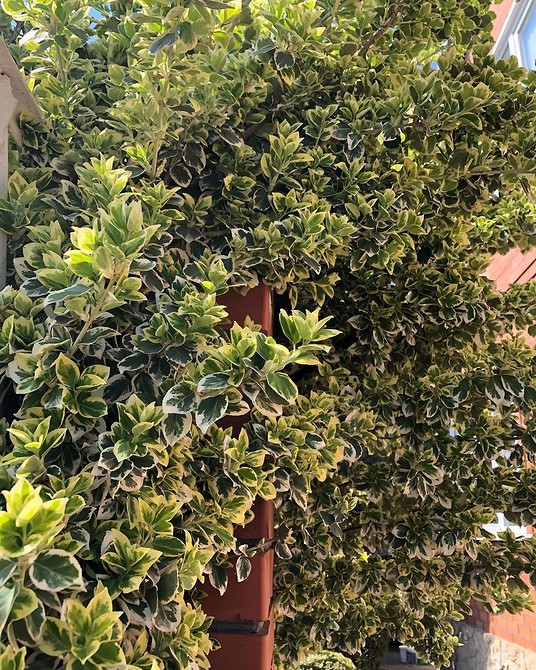 Бересклет в ландшафтному дизайні: популярні сорти, вирощування та догляд у 2026.