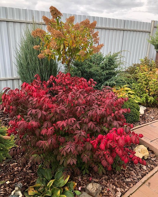 Бересклет у садовому дизайні: створення красивих композицій на ділянці.