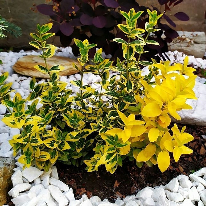 Використання бересклету у ландшафтному дизайні: створення гармонійного саду.