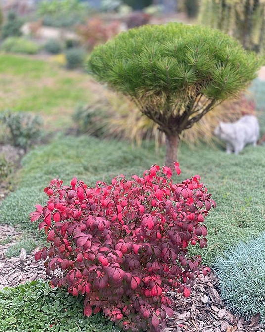 Осіннє забарвлення бересклету: яскраві кольори та красиві плоди в саду.