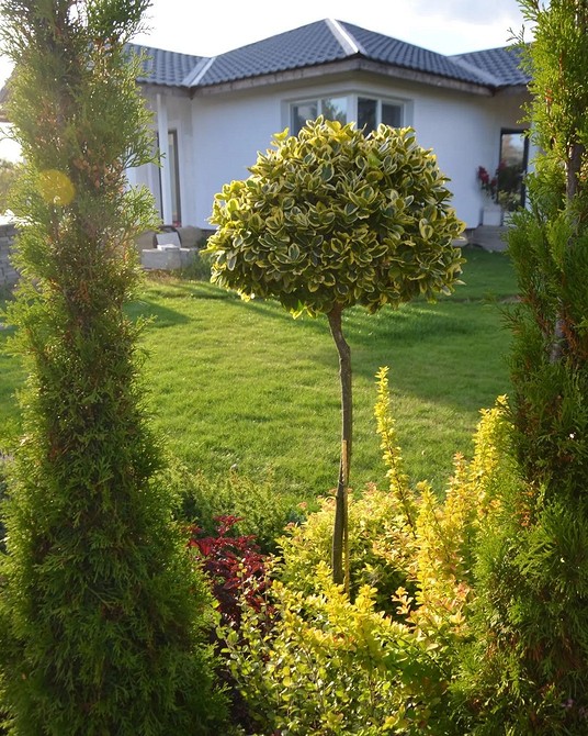 Бересклет у ландшафтному дизайні: популярні сорти та варіанти використання на ділянці.