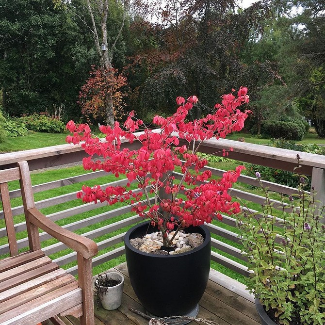 Бересклет у ландшафтному дизайні: невибагливий та красивий кущ для вашого саду.