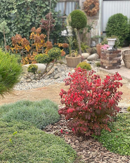 Використання бересклету в альпінаріях: декоративні кущі для кам'янистих садів.