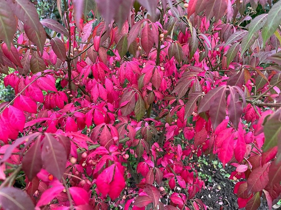 Ландшафтний дизайн з бересклетом: осіннє забарвлення та декоративність.