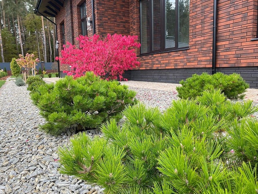 Бересклет для створення живоплоту: красивий та невибагливий захист для саду.