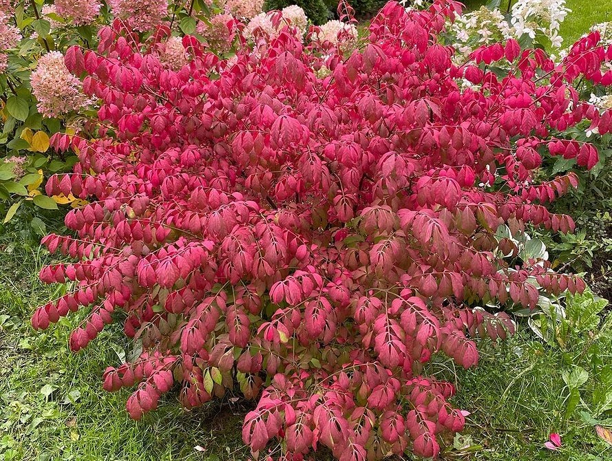 Бересклет в ландшафтному дизайні: варіанти застосування та корисні поради по догляду.