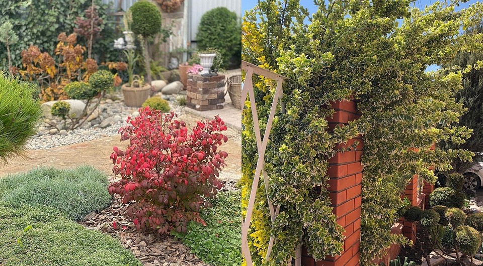 Бересклет в ландшафтному дизайні: популярні сорти та ідеї для саду 2026.