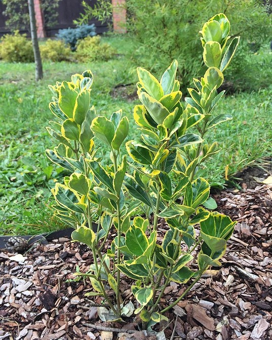 Бересклет в осінньому саду: яскраві кольори та невибагливість у догляді.