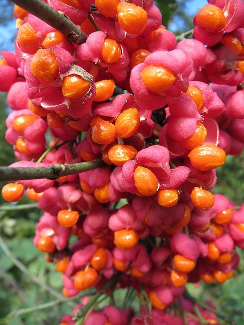 Яскраві кущі бересклету в ландшафтному дизайні: найкращі сорти для вашого саду.