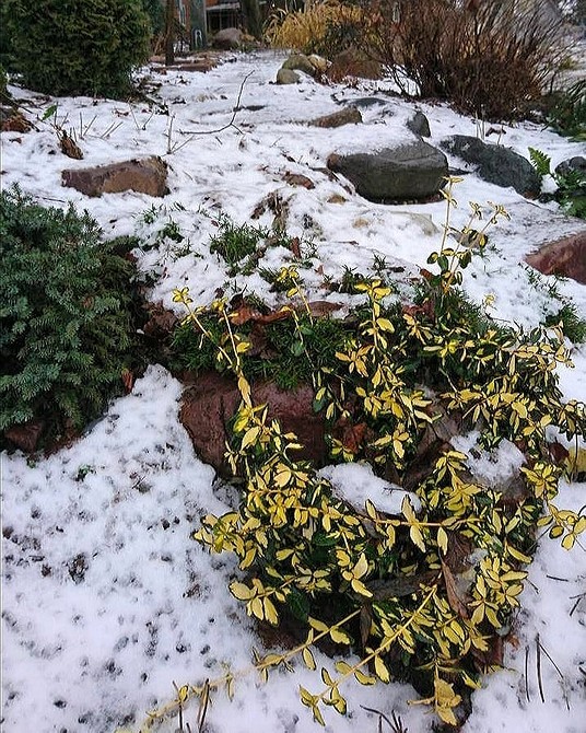 Бересклет в садовому дизайні: створення низькорослих бордюрів та огорож.