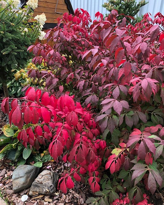 Поєднання бересклету з іншими рослинами в ландшафтному дизайні: гармонійні композиції.