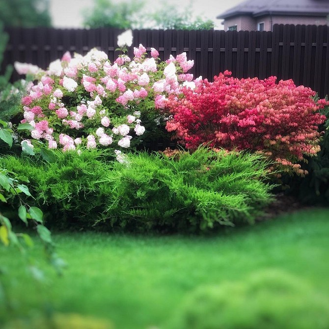 Красиві фотографії бересклету в ландшафтному дизайні: натхнення для вашого саду.