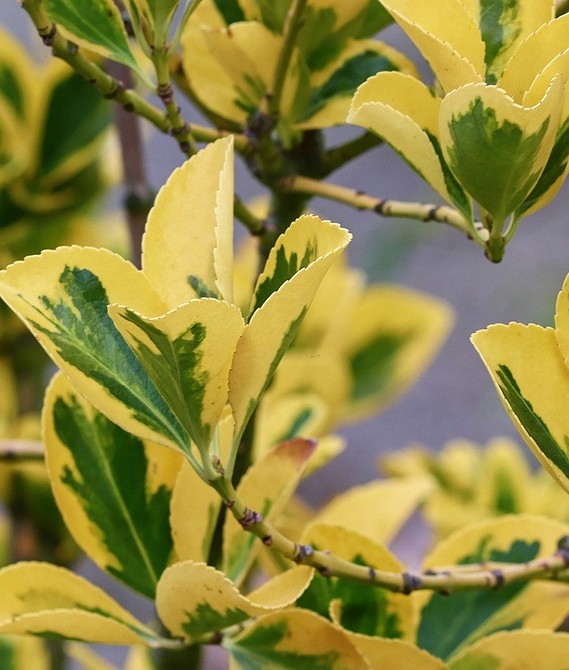 Бересклет у ландшафтному дизайні: декоративні кущі для створення унікального саду.