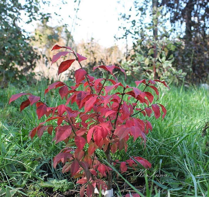 Бересклет Форчуна в ландшафтному дизайні: невибагливість та декоративність.