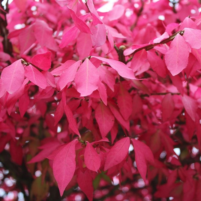 Ідеї використання бересклету в ландшафтному дизайні вашого саду у 2026 році.